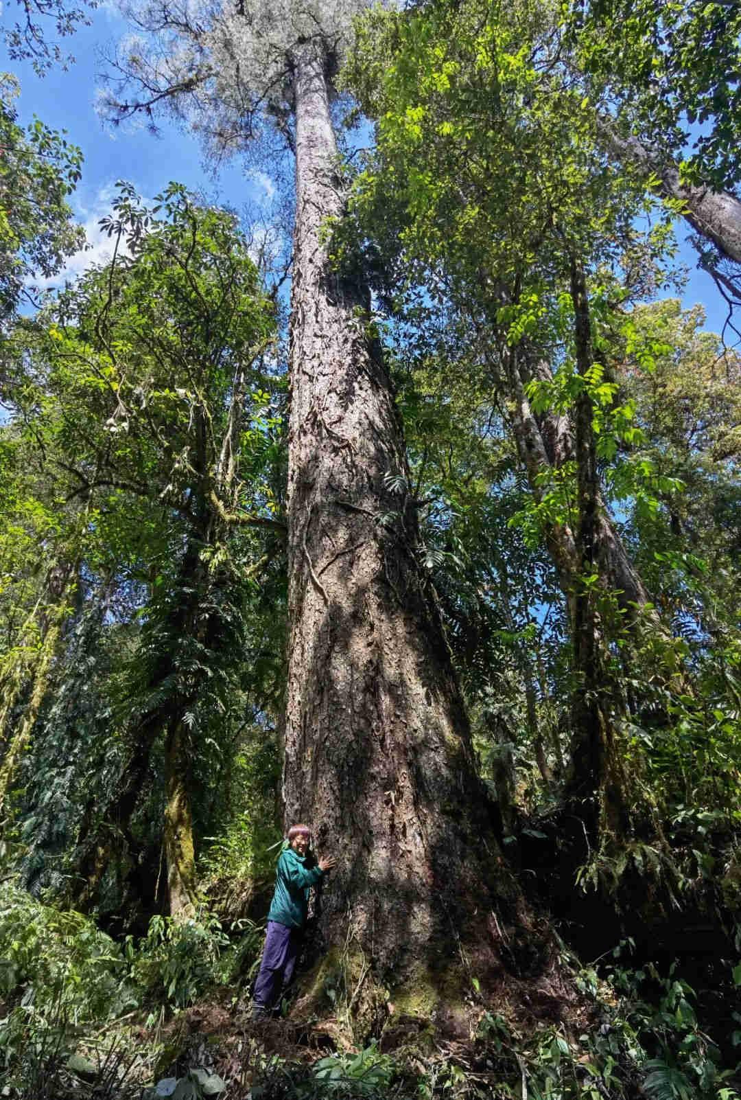 76.8米！西藏发现中国大陆“最高的树”
